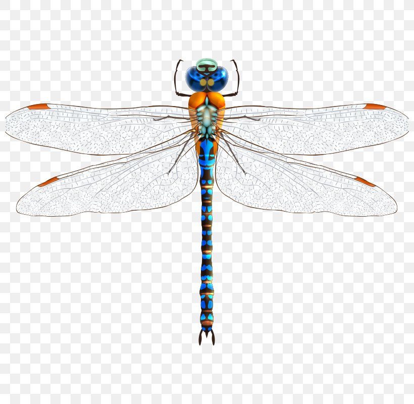 Insect Dragonfly Clip Art, PNG, 800x800px, Insect, Arthropod, Damselfly, Dragonflies And Damseflies, Dragonfly Download Free