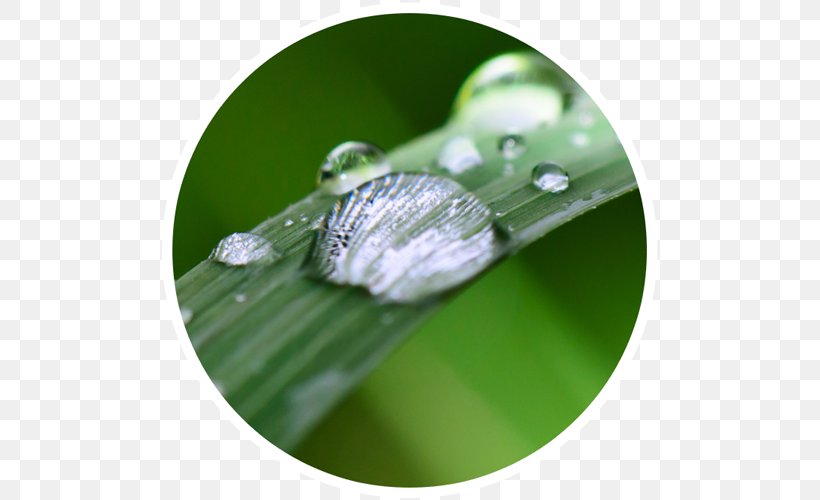 Leaf, PNG, 500x500px, Leaf, Dew, Drop, Grass, Moisture Download Free