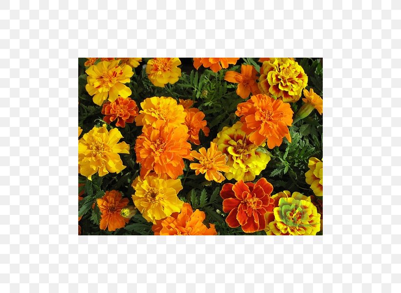 Mexican Marigold Seed Flower Garden Annual Plant, PNG, 600x600px, Mexican Marigold, Annual Plant, Calendula, Cut Flowers, Floristry Download Free