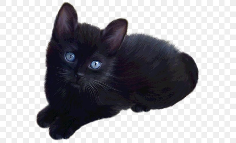 Persian Cat British Longhair Kitten Maine Coon Siamese Cat, PNG, 581x497px, Persian Cat, Black, Black Cat, Bombay, British Longhair Download Free