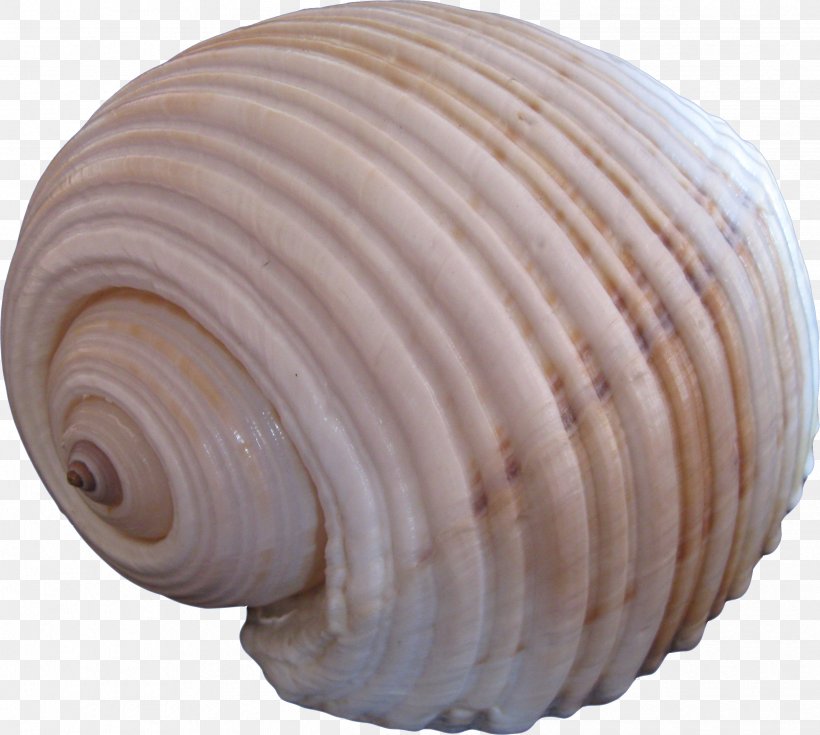 Seashell Clip Art, PNG, 2438x2186px, Seashell, Alien, Biology, Conch, Conchology Download Free