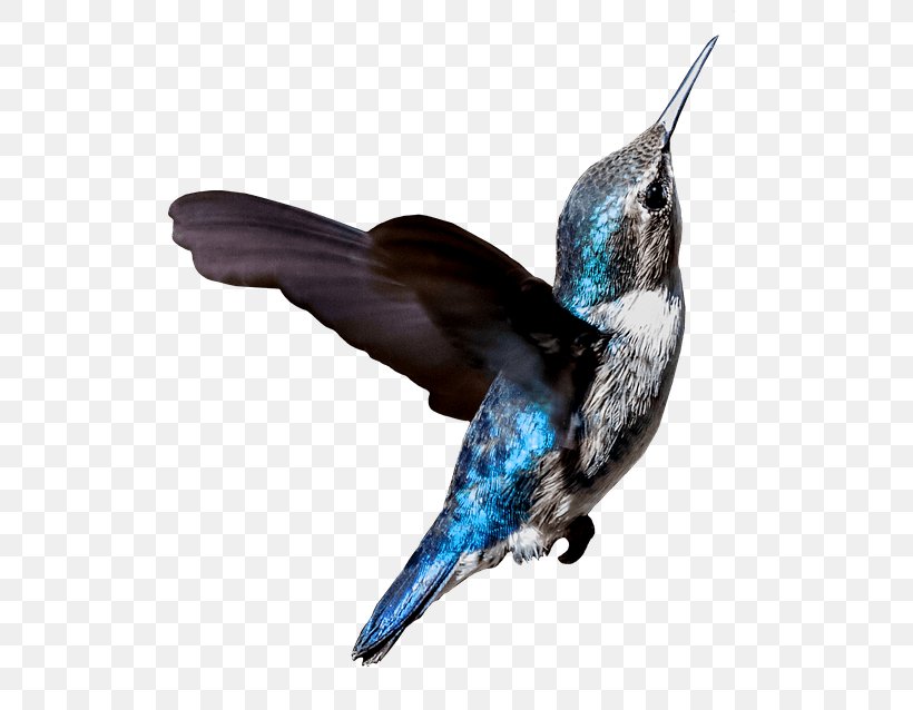 Bird Wing, PNG, 549x638px, Hummingbird, Beak, Bird, God, Hashtag Download Free