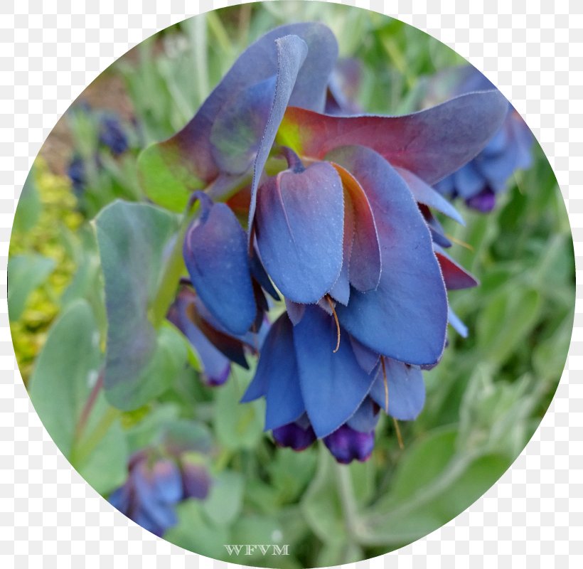 Bluebonnet Purple Petal, PNG, 800x800px, Bluebonnet, Flora, Flower, Flowering Plant, Petal Download Free