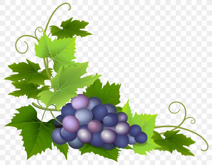 Common Grape Vine Wine Grape Leaves Clip Art, PNG, 8000x6230px, Common Grape Vine, Flowering Plant, Food, Fruit, Grape Download Free