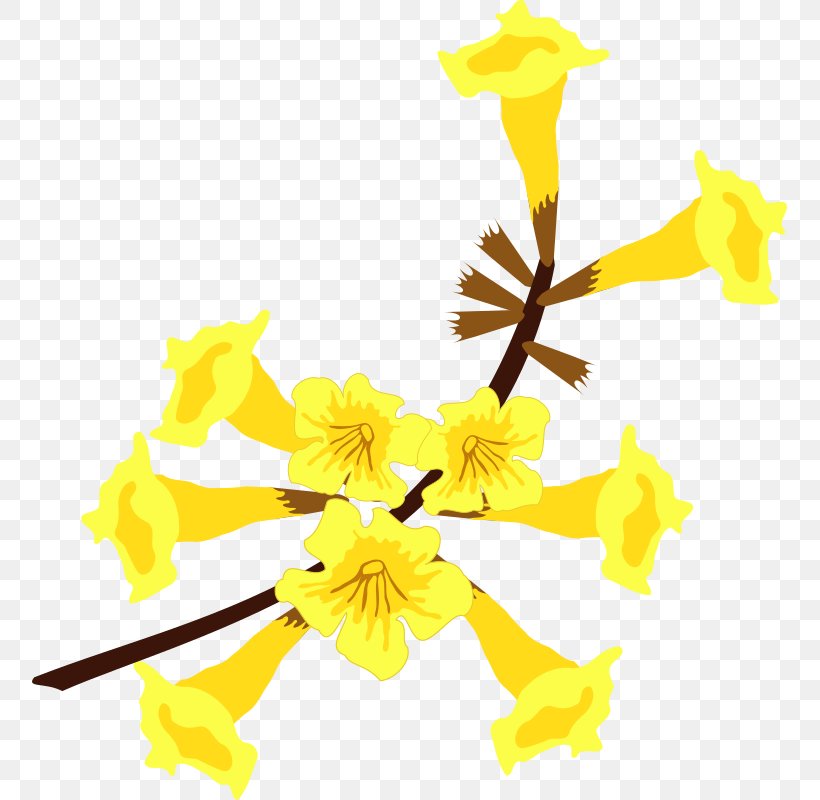 Flower Yellow Ipe Handroanthus Albus, PNG, 755x800px, Flower, Branch, Cut Flowers, Flora, Floral Design Download Free