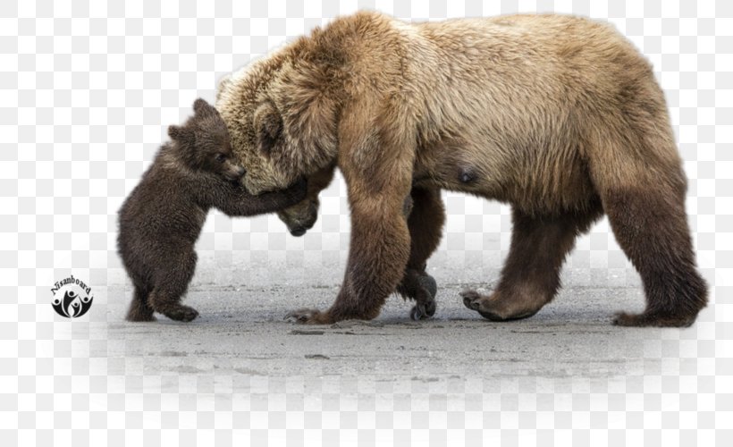 Grizzly Bear Alaska Peninsula Brown Bear Giant Panda, PNG, 800x500px, Grizzly Bear, Alaska, Alaska Peninsula Brown Bear, Animal, Art Download Free