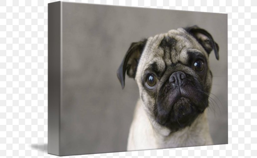 Pug Puppy Dog Breed Companion Dog Toy Dog, PNG, 650x506px, Pug, Art, Breed, Canvas, Carnivoran Download Free