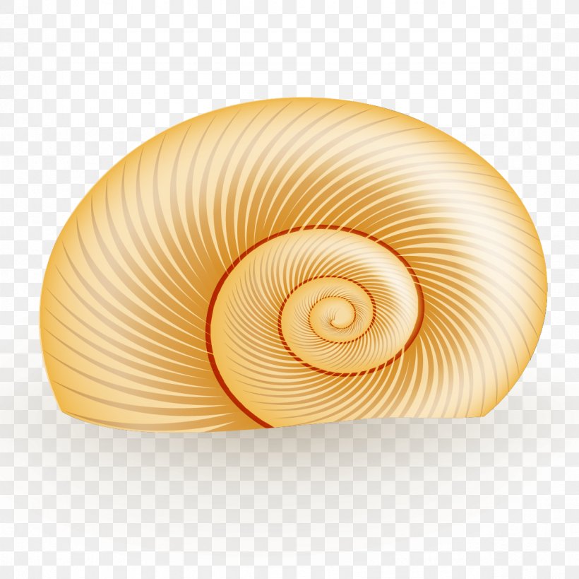 Seashell Spiral Nautilida Circle, PNG, 1181x1181px, Seashell, Invertebrate, Nautilida, Spiral Download Free