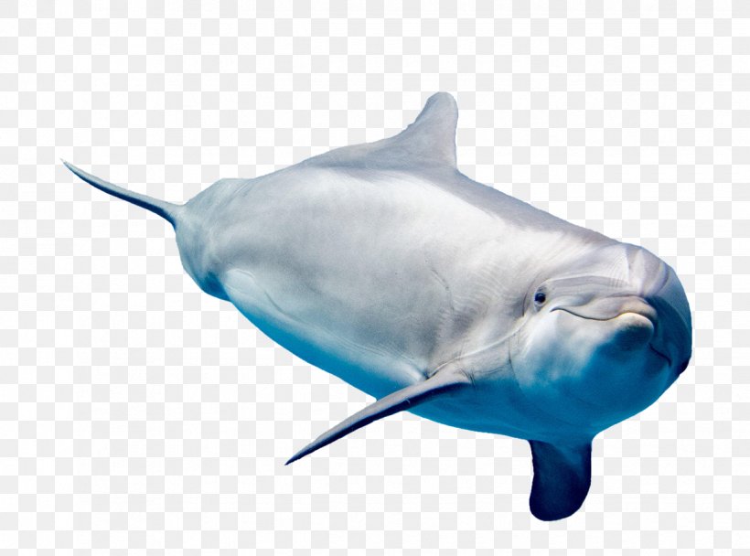 Common Bottlenose Dolphin White-beaked Dolphin Rough-toothed Dolphin Short-beaked Common Dolphin Tucuxi, PNG, 1235x916px, Common Bottlenose Dolphin, Dolphin, Fauna, Fish, Flipper Download Free
