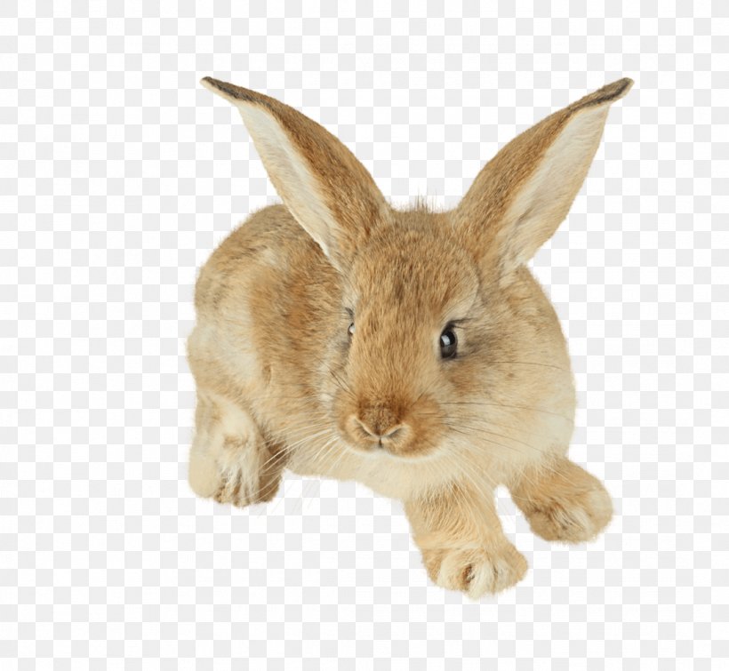 Easter Bunny Hare Cottontail Rabbit Domestic Rabbit Baby Bunnies, PNG, 1085x1000px, Easter Bunny, Amami Rabbit, Baby Bunnies, Cottontail Rabbit, Domestic Rabbit Download Free