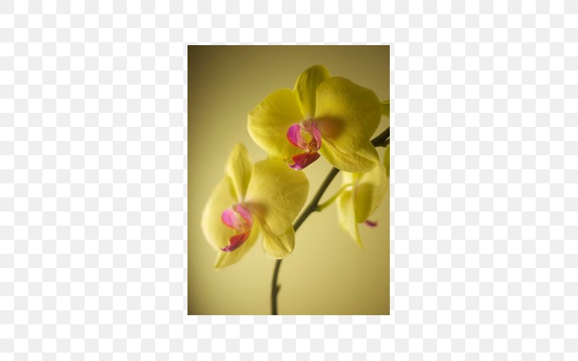 Flower Map Writing My Will Moth Orchids Author, PNG, 512x512px, Flower Map, Author, Cattleya, Cattleya Orchids, Deborah Leipziger Download Free