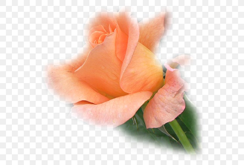 Garden Roses Flower Blog Clip Art, PNG, 572x556px, Garden Roses, Blog, Centerblog, Close Up, Cut Flowers Download Free