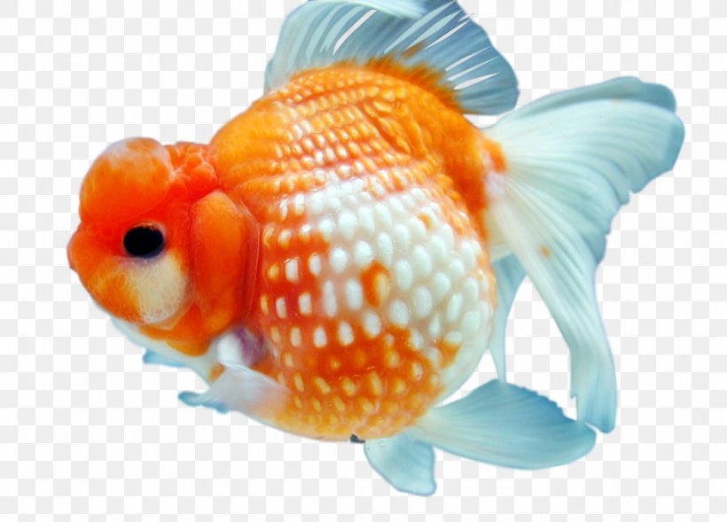 Koi Goldfish, PNG, 1054x758px, Koi, Bony Fish, Common Carp, Deviantart, Display Resolution Download Free