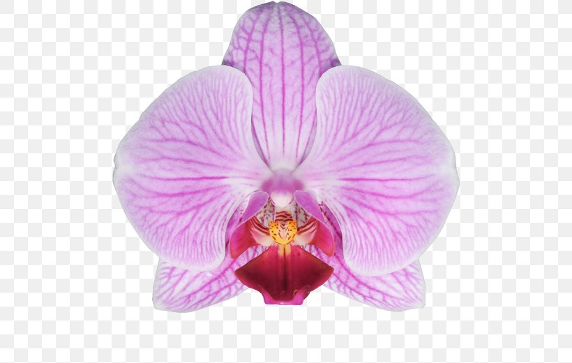 Moth Orchids Cattleya Orchids Stolk Flora FloraXchange, PNG, 581x521px, Moth Orchids, Cattleya, Cattleya Orchids, Floraxchange, Flower Download Free