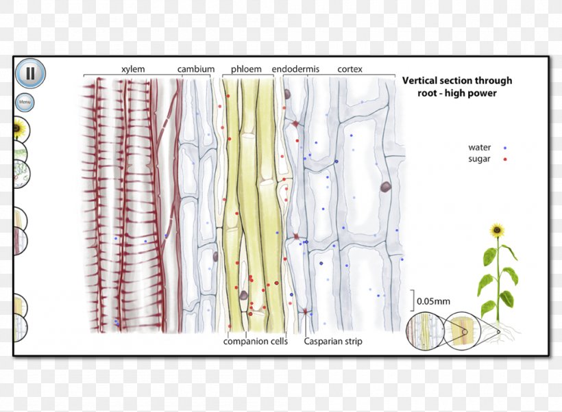 Xylem Phloem Plant Gfycat Anatomy, PNG, 1000x735px, Xylem, Anatomy, Area, Biology, Botany Download Free