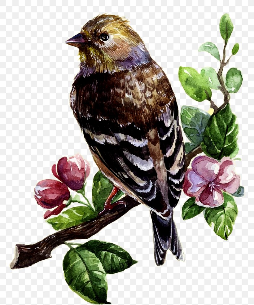 Bird Watercolor Painting Drawing Clip Art, PNG, 804x984px, Bird, Art, Beak, Branch, Canvas Download Free