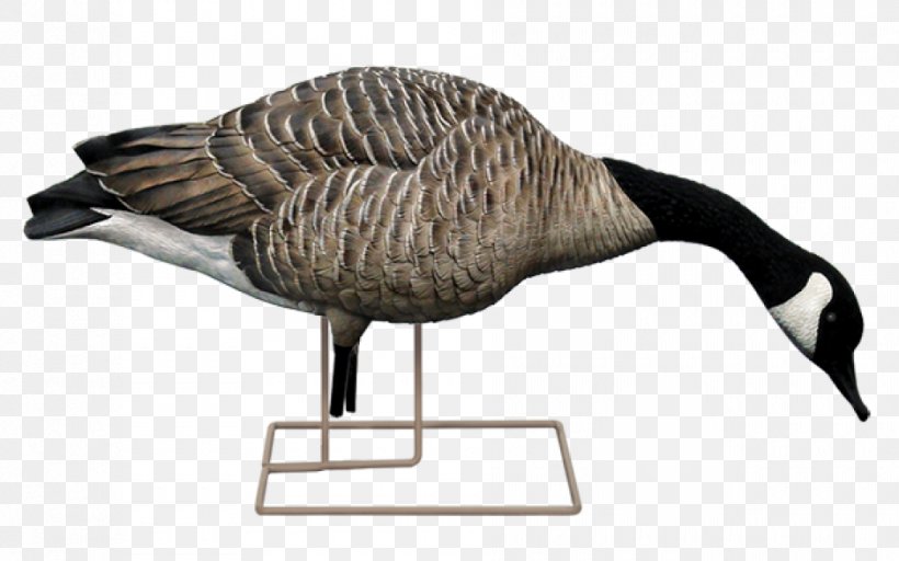 Canada Goose Duck Decoy Mallard, PNG, 940x587px, Goose, Anseriformes, Beak, Bird, Canada Download Free