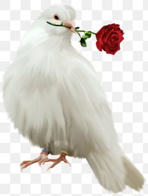 Nd - Columbidae Bird Domestic Pigeon Clip Art PNG