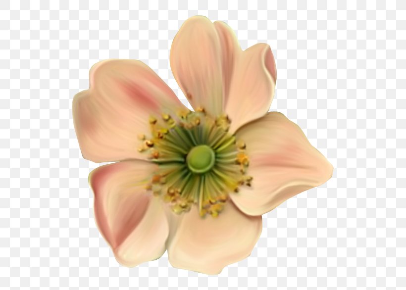 Cut Flowers Petal Clip Art, PNG, 589x586px, Cut Flowers, Blossom, Flames, Flower, Flowering Plant Download Free