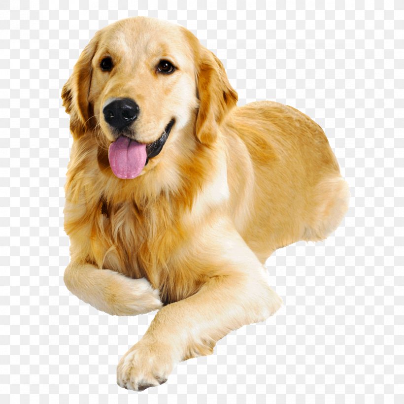 Golden Retriever Dog Food Puppy Cat Dog Health, PNG, 1171x1171px, Golden Retriever, Carnivoran, Cat, Cat Health, Collar Download Free