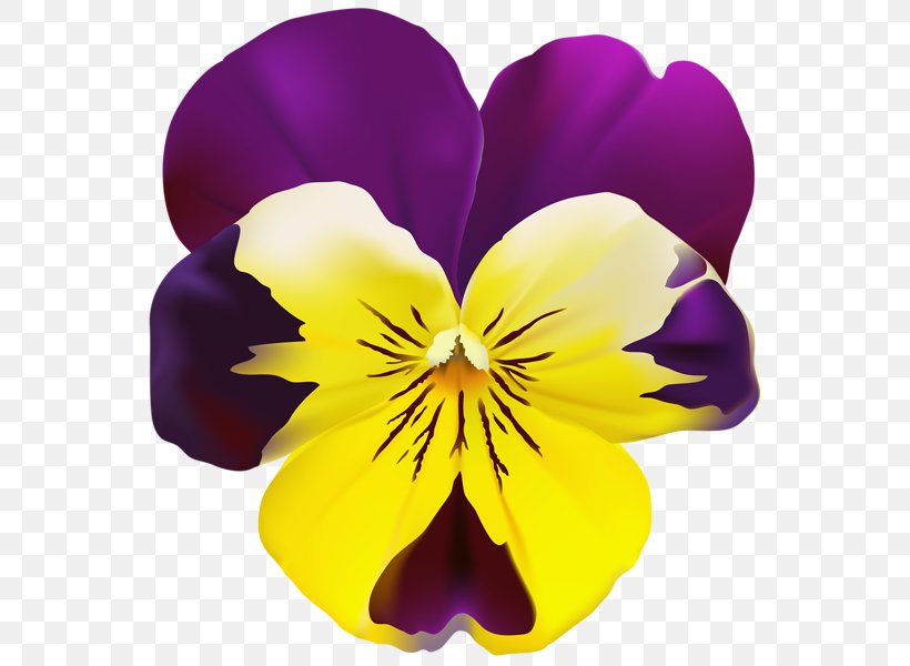 Pansy Art Drawing Clip Art, PNG, 566x600px, Pansy, Art, Art Museum, Drawing, Flower Download Free