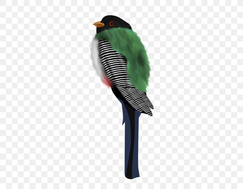 Parakeet Feather Beak, PNG, 640x640px, Parakeet, Beak, Bird, Feather, Parrot Download Free