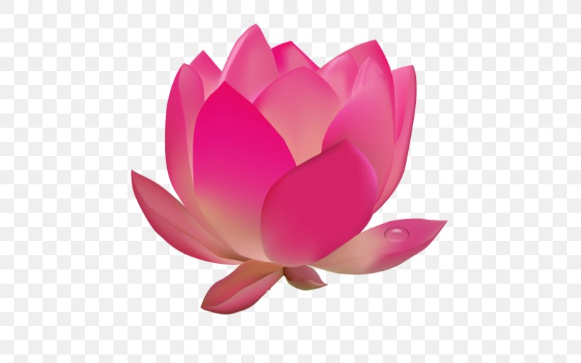 Lotus, PNG, 512x512px, Lotus Family, Aquatic Plant, Flower, Lotus, Petal Download Free