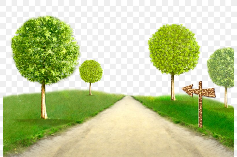 Tree, PNG, 800x543px, Tree, Computer Graphics, Drawing, Field, Grass Download Free