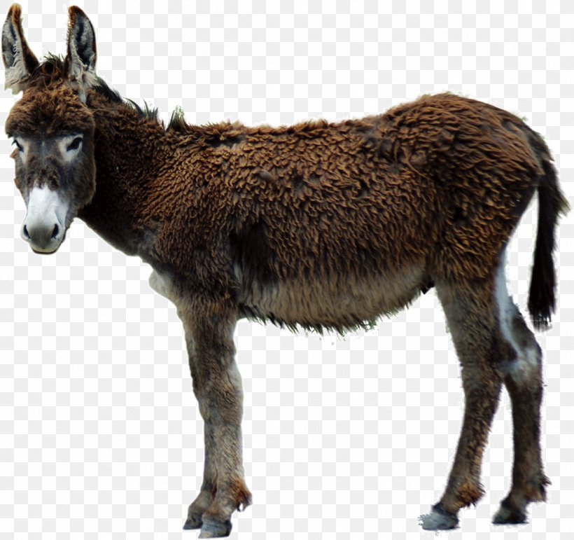 Aasi Poitou Donkey Clip Art, PNG, 1168x1099px, Aasi, Animal, Donkey, Fauna, Fur Download Free