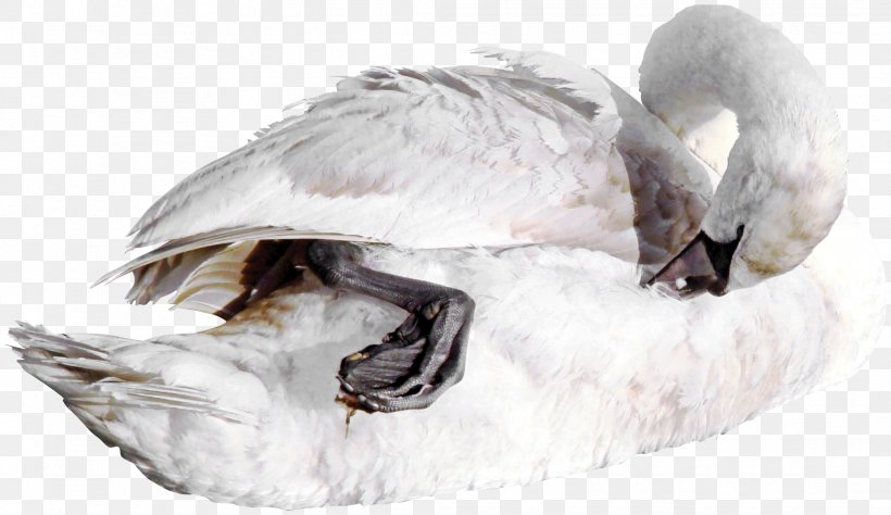 Duck Cygnini Bird Goose Mallard, PNG, 2085x1207px, Duck, Animal, Beak, Bird, Cygnini Download Free