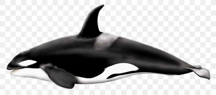 Killer Whale Fin Whale Clip Art, PNG, 900x396px, Killer Whale, Animal Echolocation, Black And White, Blowhole, Dolphin Download Free