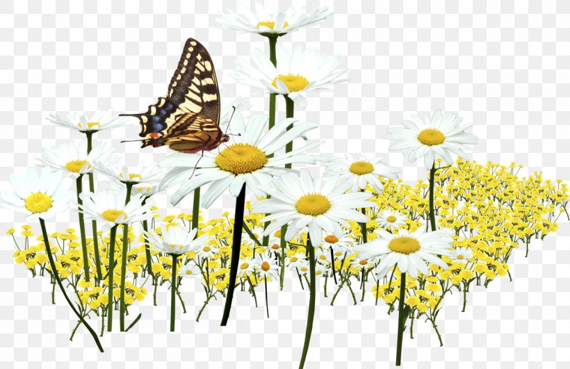 Monarch Butterfly Brush-footed Butterflies Oxeye Daisy Insect Roman Chamomile, PNG, 1200x778px, Monarch Butterfly, Arthropod, Beauty, Bee, Brushfooted Butterflies Download Free