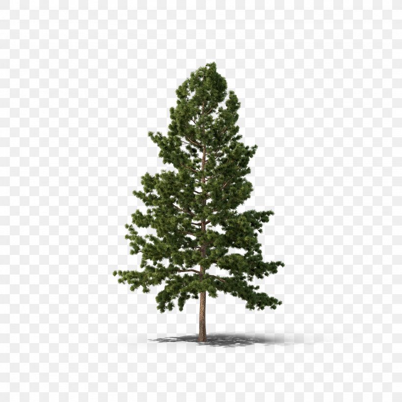 Pine Fir Spruce Tree Conifers, PNG, 2048x2048px, Pine, Biome, Branch, Christmas Decoration, Christmas Ornament Download Free