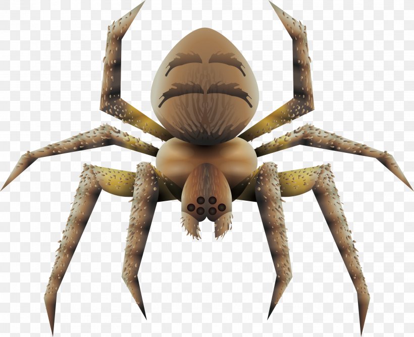 Spider Tarantula Euclidean Vector, PNG, 3014x2458px, Spider, Animal, Arachnid, Araneus, Arthropod Download Free
