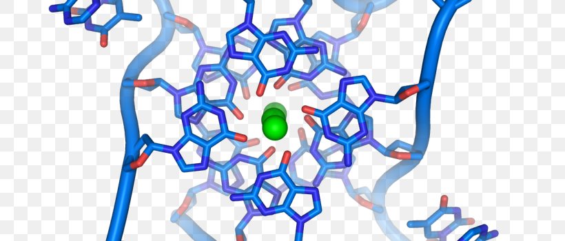 The Double Helix: A Personal Account Of The Discovery Of The Structure Of DNA G-quadruplex Nucleic Acid Double Helix Nucleic Acid Structure, PNG, 800x350px, Watercolor, Cartoon, Flower, Frame, Heart Download Free