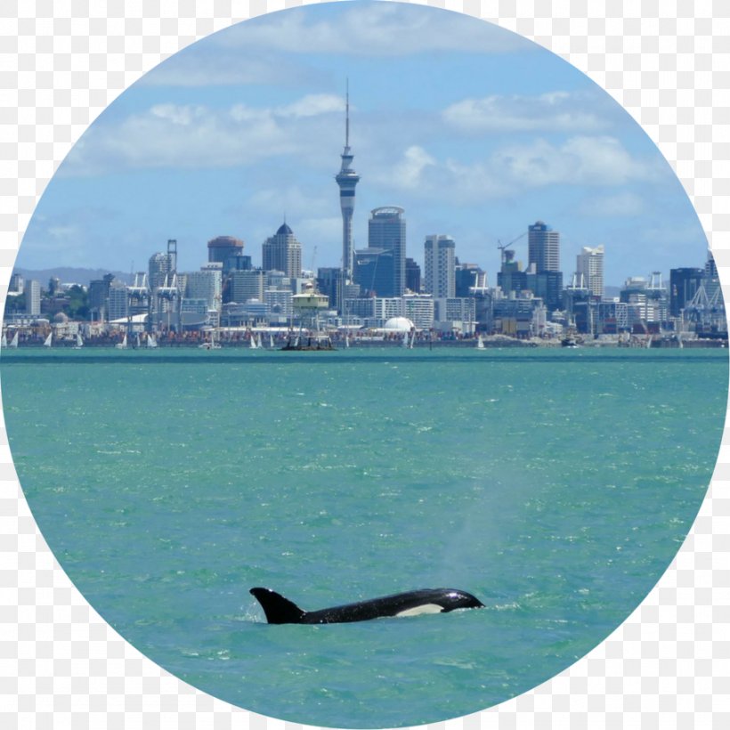 Cetacea Killer Whale Bottlenose Dolphin Auckland Whale & Dolphin Safari, PNG, 909x909px, Cetacea, Animal Migration, Auckland, Bottlenose Dolphin, City Download Free