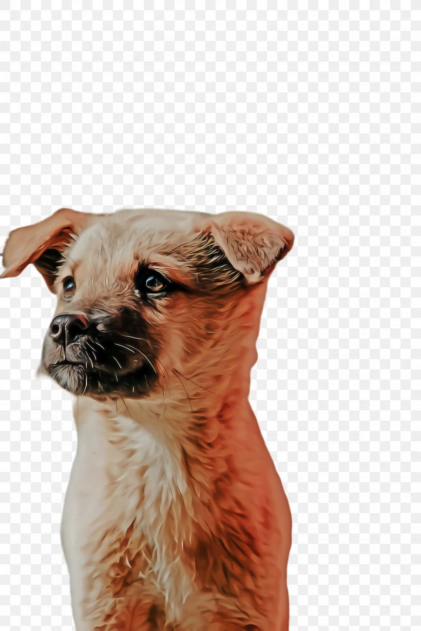 Cute Border, PNG, 1632x2448px, Cute Dog, Animal, Border Terrier, Breed, Companion Dog Download Free