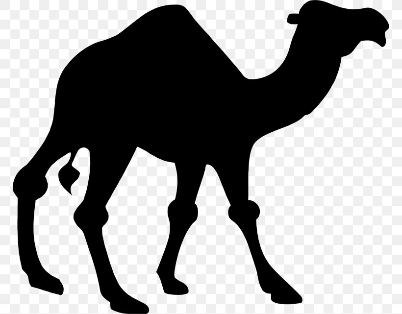 Dromedary Bactrian Camel Silhouette Clip Art, PNG, 768x641px, Dromedary, Arabian Camel, Bactrian Camel, Black And White, Camel Download Free