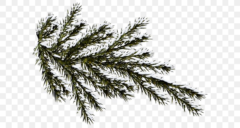 Spruce Nordmann Fir Branch Plant Tree, PNG, 615x440px, Spruce, Bee, Branch, Conifer, Cypress Family Download Free