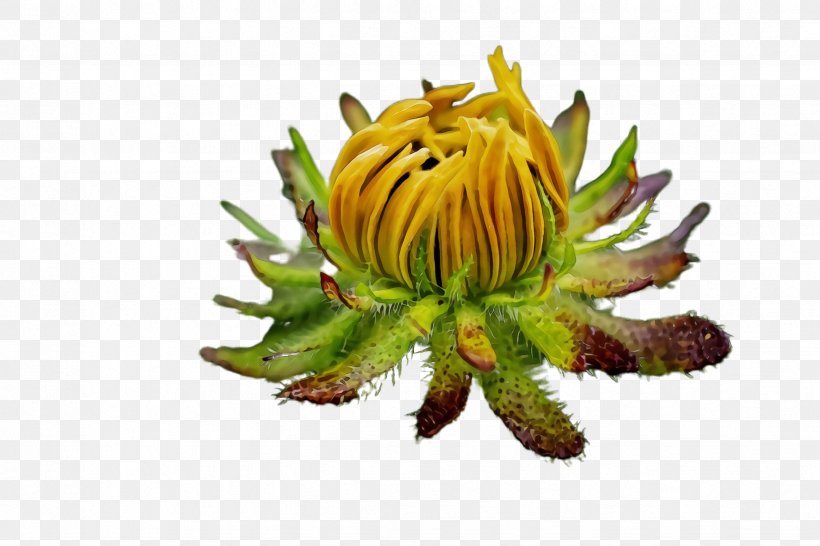 Sunflower, PNG, 2448x1632px, Watercolor, Dandelion, Flower, Flowering Plant, Leaf Download Free