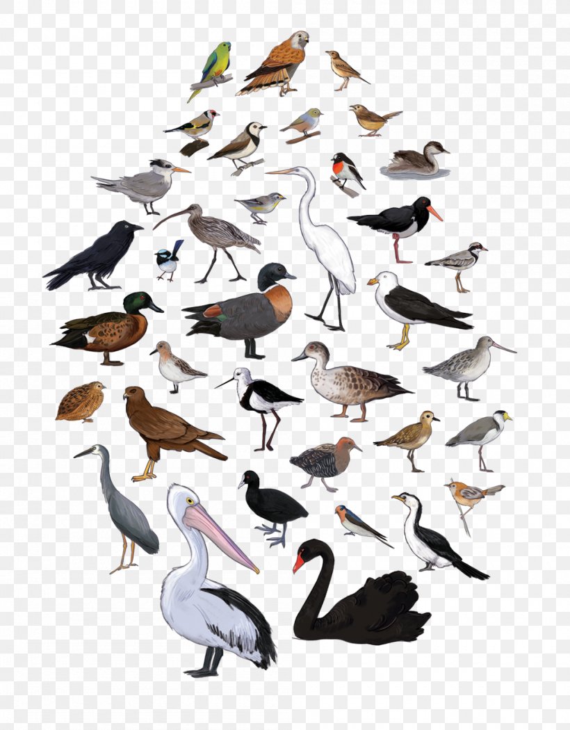 Bird Migration Tasmanian Birds Beak, PNG, 1000x1281px, Bird, Anatidae, Animal Migration, Beak, Bird Migration Download Free