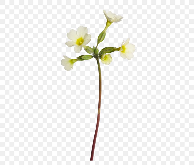 Blog Sina Corp, PNG, 388x698px, Blog, Blossom, Branch, Cut Flowers, Flower Download Free