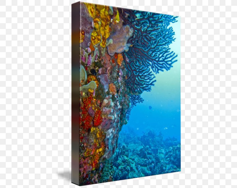 Coral Reef Fish Modern Art Marine Biology, PNG, 443x650px, Coral, Art, Biology, Canvas, Coral Reef Download Free