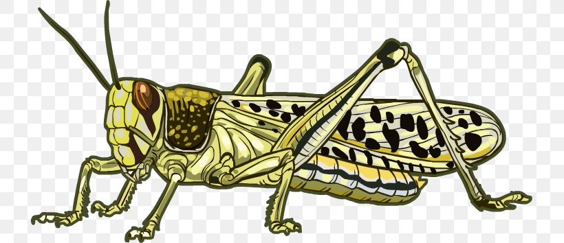 Desert Locust Grasshopper Beetle Clip Art, PNG, 729x354px, Locust, Animal, Arthropod, Beetle, Cricket Like Insect Download Free