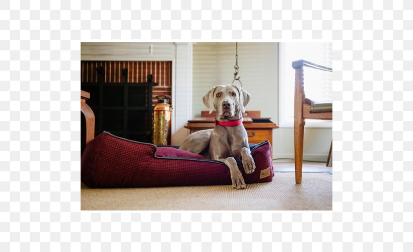 Dog Breed Table Sofa Bed Couch, PNG, 500x500px, Dog Breed, Bed, Breed, Chair, Couch Download Free