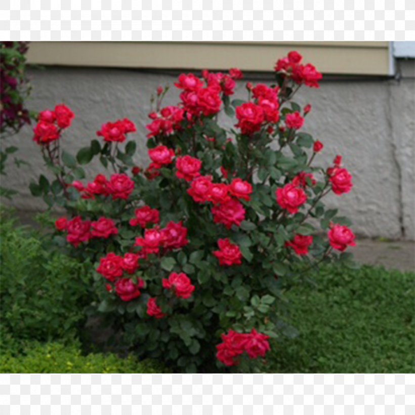 Garden Roses Shrub Red Double Rose, PNG, 1000x1000px, Rose, Annual Plant, Azalea, China Rose, David Ch Austin Download Free