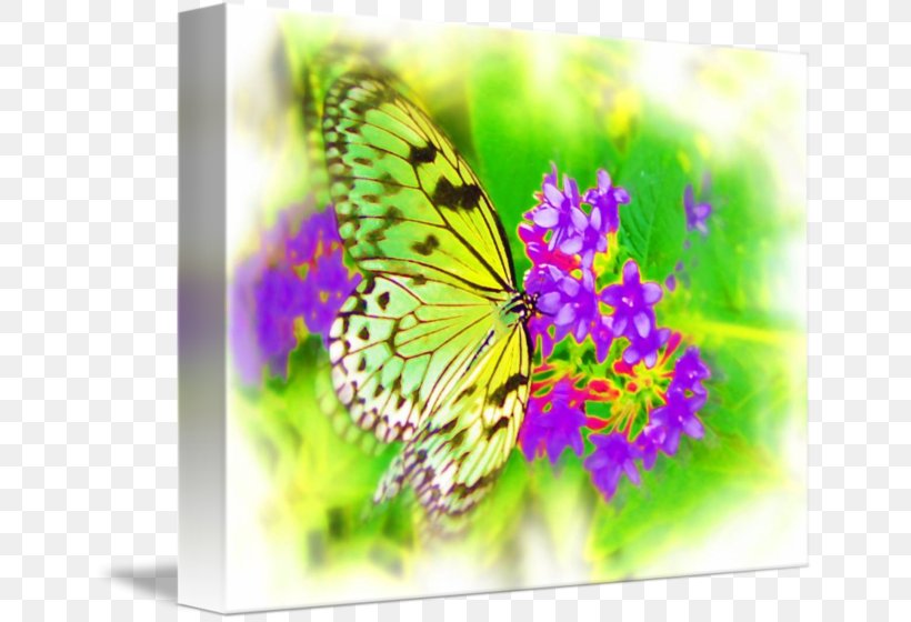 Monarch Butterfly Airbrush Artist Fine Art, PNG, 650x560px, Monarch Butterfly, Airbrush, Art, Artist, Brush Download Free