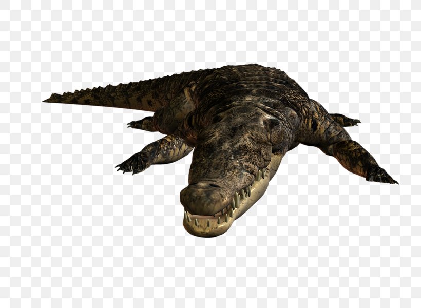 Nile Crocodile Alligators Blog Caiman, PNG, 800x600px, Nile Crocodile, Alligator, Alligators, Animal, Blog Download Free