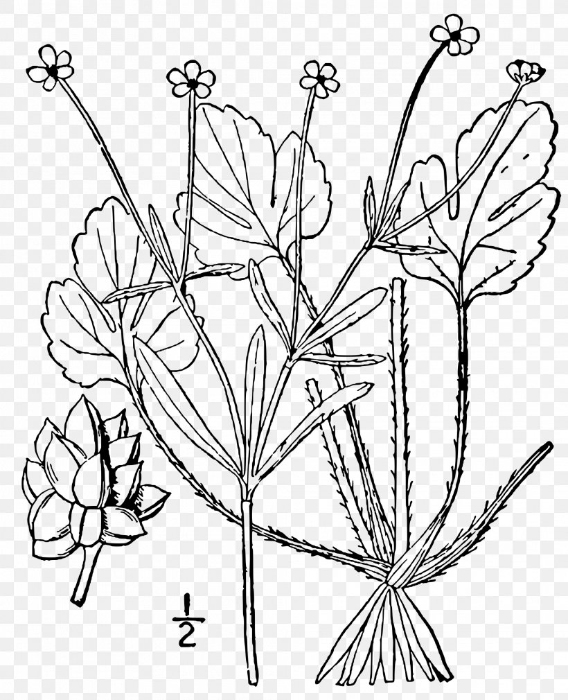 Twig Cut Flowers Floral Design Plant Stem Leaf, PNG, 2028x2500px, Twig, Black And White, Branch, Coloring Book, Cut Flowers Download Free