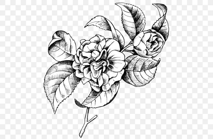 Botanical Illustration Drawing Vector Graphics Line Art, PNG, 537x537px, Botanical Illustration, Art, Blackandwhite, Botany, Camellia Download Free